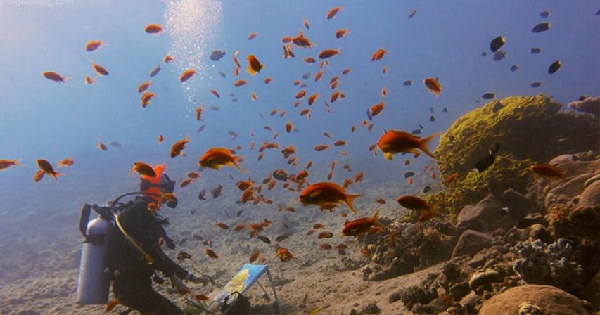  World's first underwater artist paints marine life from depths of the ocean