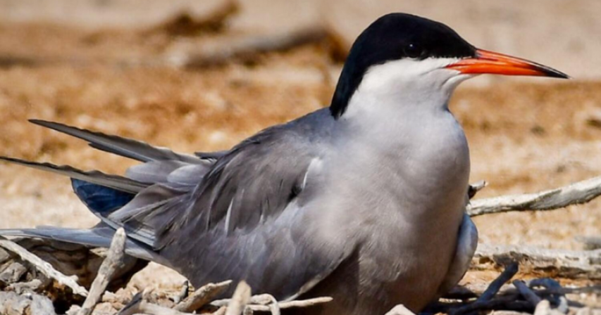 Collecting eggs of wild birds illegal, warns Abu Dhabi authority