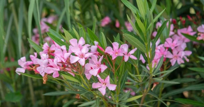 UAE residents to remove toxic oleander plant from gardens after Abu Dhabi ban