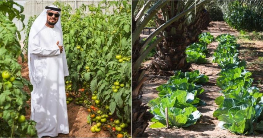 How UAE farmer built farm that has everything, fed family for 14 years