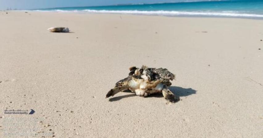 Dubai: 80 stranded turtles saved from beaches as residents step in to help