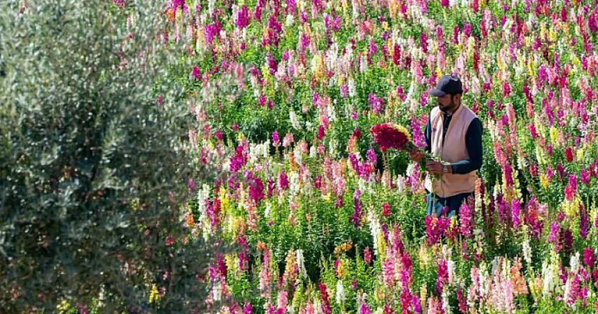 How UAE farmer makes 50,000 flowers bloom at same time