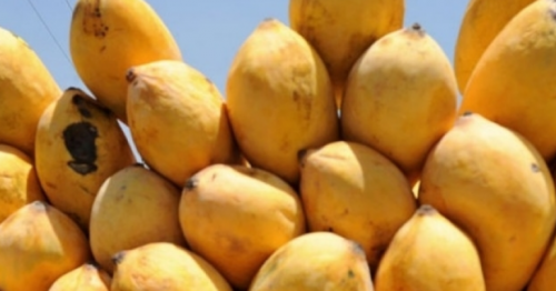 Enjoy three-day festival of Pakistani mangoes in Dubai