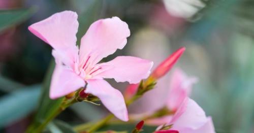 Abu Dhabi bans toxic oleander plants; public warned