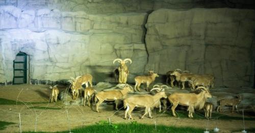 Inside Dubai night safari where visitors can meet animals in the dark