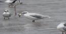 Rare Bird Returns to Dubai After 28 Years